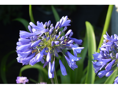 Agapanthus