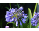 Agapanthus Ever Sapphire