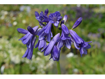 Agapanthus