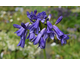 Agapanthus Purple Cloud