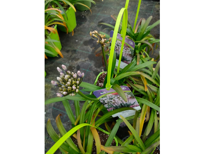 Agapanthus
