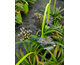 Agapanthus Sparkle