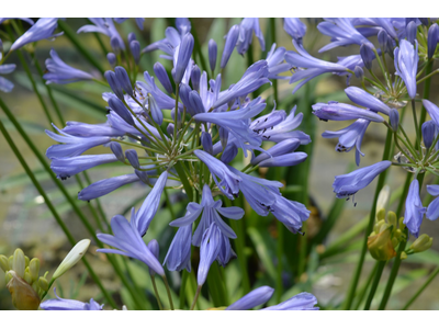 Agapanthus