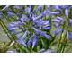 Agapanthus Summer Love Blue