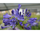 Agapanthus