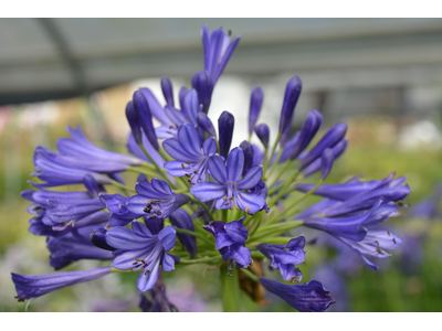 Agapanthus