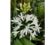 Agapanthus Willy's White