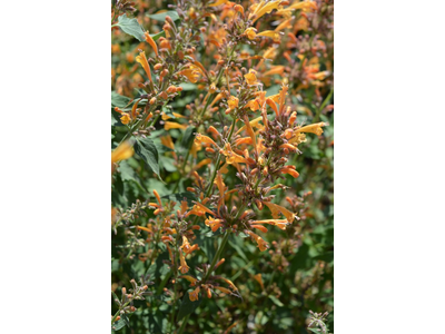 Agastache