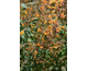 Agastache Apadana ® Orange