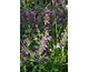 Agastache Apadana ® Rose