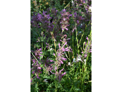 Agastache