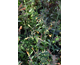 Agastache aurantiaca Apricot Sprite
