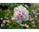 Alcea rosea var. plena Chater's Double Apricot