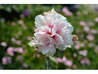 Alcea rosea var. plena