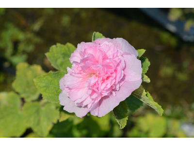 Alcea rosea var. plena