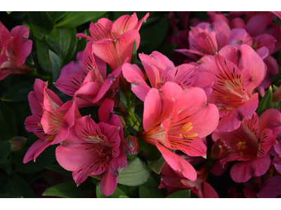 Alstroemeria