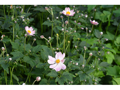 Anemone hupehensis