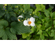 Anemone hupehensis Alando ® White