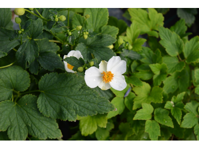 Anemone hupehensis