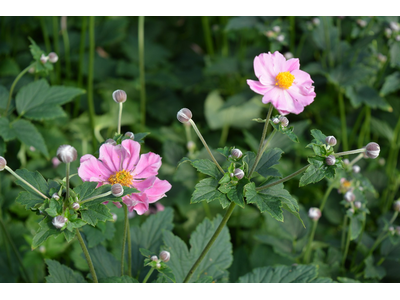 Anemone hupehensis