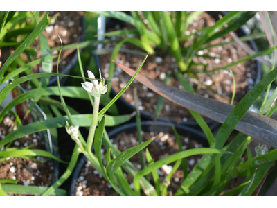 Anigozanthos