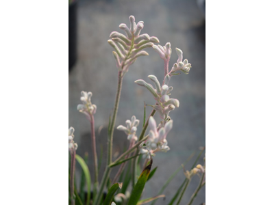 Anigozanthos