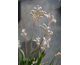 Anigozanthos Bush ® Diamond