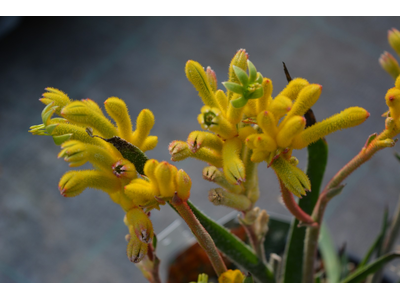 Anigozanthos