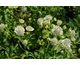 Astrantia major