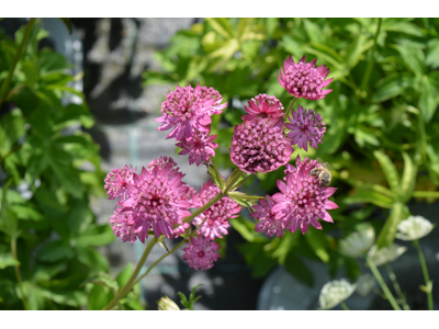 Astrantia major