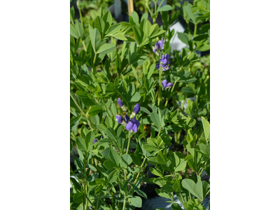 Baptisia australis