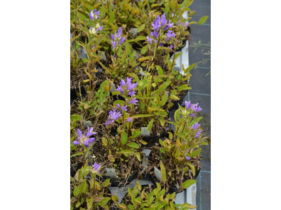 Campanula glomerata