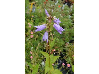 Campanula latifolia var. macrantha