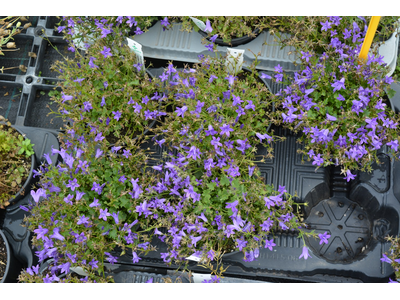 Campanula portenschlagiana