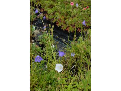 Campanula pyramidalis