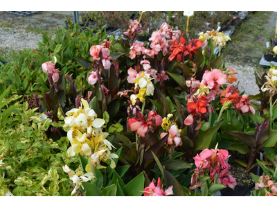 Canna indica