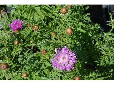 Centaurea dealbata