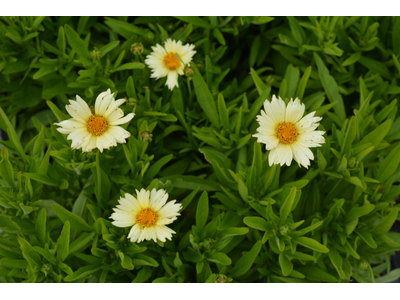 Coreopsis