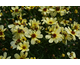 Coreopsis verticillata Corleone Cream