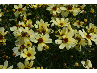 Coreopsis verticillata