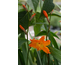 Crocosmia paniculata Star of the East