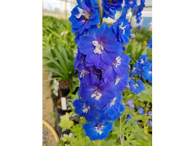 Delphinium