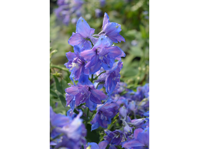 Delphinium