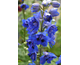 Delphinium Pacific Premium Blue Jay