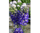 Delphinium Delgenius Blue Fabulosa