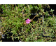 Dianthus deltoides