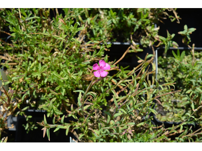 Dianthus deltoides
