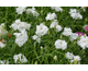 Dianthus Elegance Double White