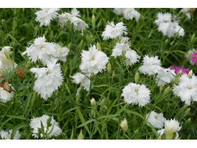 Dianthus