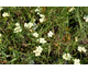 Dianthus knappii